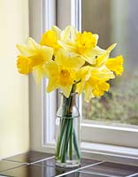 Narcissus on windowsill