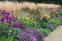 Autumn dahlia border, blended with Aster novi-belgii 'Waterperry', and backed by Calamagrostis x acutiflora 'Karl Foerster'.