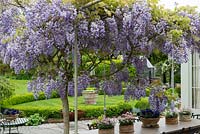 A pergola bears the fragrant climber, Wisteria sinensis, Chinese wisteria, above a terrace with dining table and pots of pink diascia and blue petunia. Beyond lies a circular lawn enclosed in low box hedging.