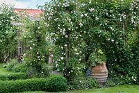 Rose pergola with Rosa 'Felicite Perpetue', 'New Dawn', 'Coral Dawn' and 'Madame Alfred Carriere'.