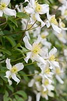 Clematis montana var. wilsonii, a vigorous climber with fragrant, white star shaped flowers in May