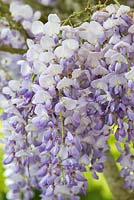 Wisteria sinensis, Chinese wisteria, a vigorous deciduous climber with 20-30cm long racemes of blue, purplish and white, pea-like fragrant flowers in spring.