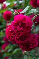 Rosa 'Tess of the D'Urbervilles', a fragrant English climbing rose.