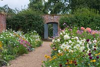 The Walled Garden at Kelmarsh Hall planted with colourful late summer borders. Planting includes left: Dahlia 'Apricot Jewel', and Cosmos. Right: Dahlia 'Moor Place', 'Ice Queen', 'Gingersnap' and 'Preference'.