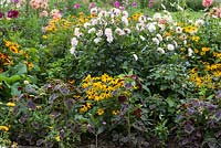 A colourful late summer border with Dahlia 'Silver Years', Rudbeckia hirta, Amaranthus and Nicandra physalodes