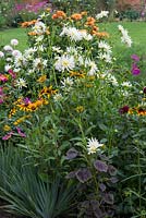 A colourful late summer border planted with Dahlia 'Silver Years', Rudbeckia 'Rustic Colours' and Amaranthus.