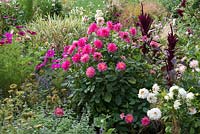 A pink and white late summer border planted with Dahlia 'She Devil', Amaranthus, cosmos and variegated ornamental grasses.