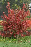 Nyssa sinensis, Chinese tupelo, has bronze spring leaves, turning deep red in autumn.