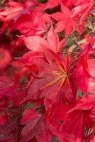 Acer palmatum 'Osakazuki', smooth Japanese maple, has scarlet autumn leaves.