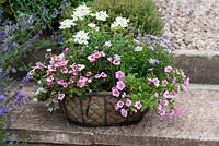 Basket planted with pink Diascia barberae 'Light Pink', white verbena and Brachyscome 'Billabong Mauve Delight'.