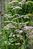 Valeriana officinalis, common valerian, an upright perennial with clusters of small white flowers.