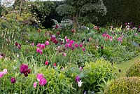 A harmonious spring combination of pink, purple and white tulips planted beneath a cloud pruned Osmanthus Delavayi.
