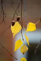 Betula utilis var 'Jaquemontii' leaves in autumn