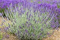 Lavandula angustifolia 'Richard Gray', velvet  lavender, bears vibrant purple flowers over silver foliage, from June.