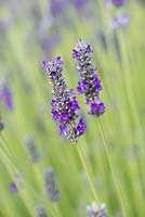 Lavandula x chaytorae 'Gorgeous', velvet lavender, a cross bearing rich purple flowers.