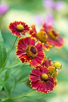 Helenium autumnale 'Bandera', sneezeweed, a tall herbaceous perennial flowering from August