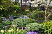 A walled town garden with patio seating area enclosed by mixed borders of tulips, hebe and box.