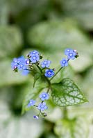 Brunnera macrophylla 'Jack Frost', a Siberian bugloss with silver heart-shaped leaves and tall sprays of tiny, bright blue flowers.
