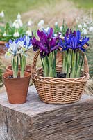 Reticulata irises. Left pot, 'Katharine Hodgkin. In front of basket, plum coloured 'George' and blue 'Harmony'. Behind snowdrops. Flowering in January and February.