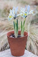 Iris reticulata 'Katharine Hodgkin', a distinctive hybrid, largely yellow with blue and sea-green veining and markings. Flowering January, February and March.