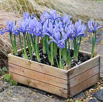 Iris reticulata 'Alida' planted in wooden box. Flowering in February.