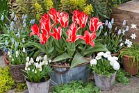 Steel tub of Tulipa 'Pinocchio', a dwarf Greigii tulip flowering in March against backdrop of euphorbia. Pots of grape hyacinths, ipheion and bellis daisies.
