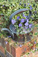 Antique copper kettle planted with lesser periwinkle, Vinca minor 'Argenteovariegata'. Flowering in March.