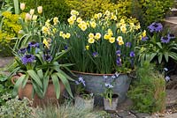 Narcissus 'Sundisc', a jonquilla daffodil, flowering in April amidst violas. Pots of Scilla peruviana, Ipheion uniflorum.