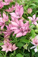 Clematis 'Giselle', a long flowering clematis with deep pink flowers to start which fade to pale pink as they open.