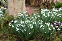 Galanthus 'Nothing Special', snowdrops flowering in February.