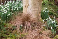 Red-leaved sedge growing amongst snowdrops, at foot of a silver birch tree.