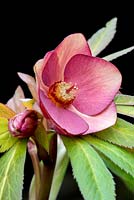 Helleborus x hybridus 'Ashwood Garden Hybrids' Evolution Series