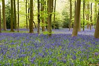 Ancient five acre beech woodland at Coton Manor, naturalised with native English bluebells, Hyacinthoides non-scripta.