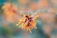 Hamamelis x intermedia 'Harry', witch hazel, in midwinter bears clusters of fragrant, spidery flowers.