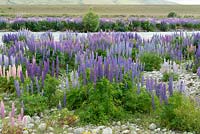 Lupinus beside River Ahuriri near Omarama in South Island, New Zealand. Lupins self-seed so prolifically as now to be classed an invasive plant.
