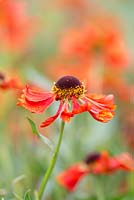 Helenium 'Moerheim Beauty', sneezeweed, a perennial with bright orange flowers from mid summer to early autumn.