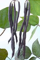Phaseolus vulgaris 'Carminat'. Climbing French bean 