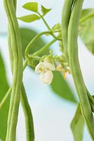 Phaseolus vulgaris 'Monte Cristo'. Climbing French bean
