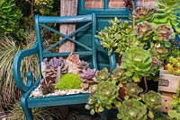 Succulent planting, Driftwood garden in late Spring