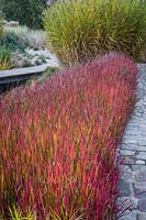 Borders with Imperata cylindrica 'Red Baron' and Miscanthus sinensis 'Zebrinus'