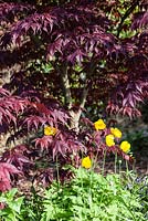 Acer palmatum 'Bloodgood' with Papaver cambricum syn. Meconopsis cambrica. Veddw House Garden, Monmouthshire, Wales. May. Garden designed and created by Anne Wareham and Charles Hawes
