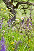 Wildflower meadow. Salvia pratensis - Meadow Clary, Leucanthemum vulgare - daisy, Dancus carrota - wild carrots, Ranunculus repens - Buttercup and grasses.