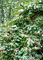 Lonicera japonica var. repens and Rosa 'Felicite et Perpetue', France