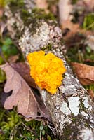 Tremella mesenterica - witches' butter or yellow brain, a jelly fungus - January, France