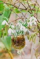 Hazel twigs holding miniature vases with snowdrops - January, France