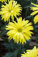 Chrysanthemum 'Peggy Stevens'