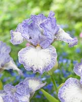 Iris germanica 'Frothingslosh'