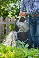 Watering vegetables with the comfrey feed.