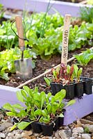 Planting out swiss chard seedlings in vegetable bed.