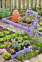 Tray of vegetable and herb seedlings on a chair in spring. Tomatoes, swiss chards, kohlrabi, beetroots, shallots, sage.